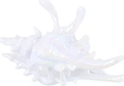 Bijou Brigitte Haarklammern|Muschelschmuck>Haarklammer - White Conch weiß
