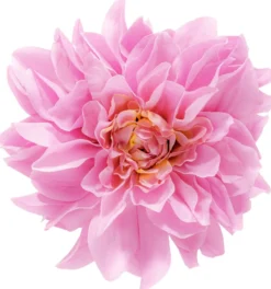Bijou Brigitte Haarspangen|Broschen><noscript><img width=